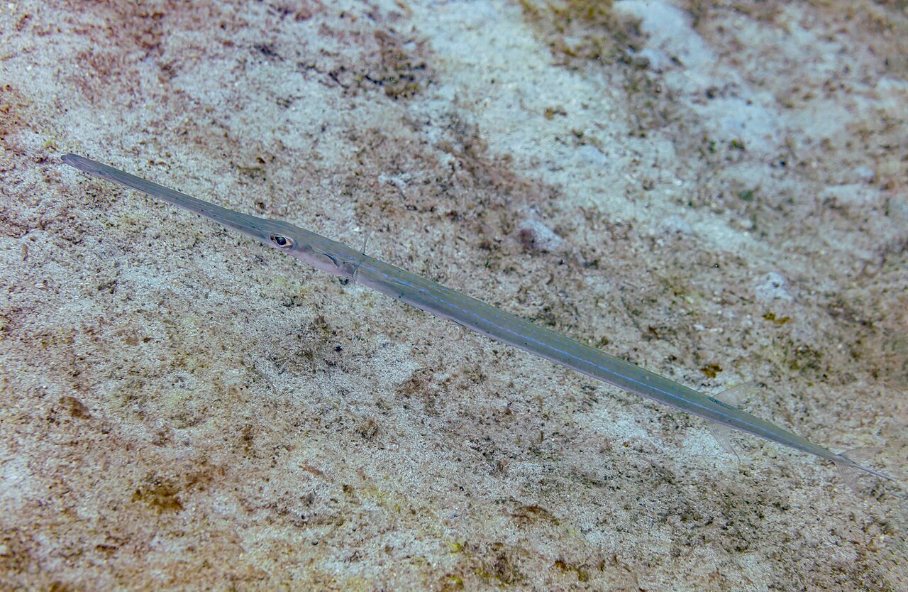 Bluespotted Cornetfish (Fistularia commersonii)