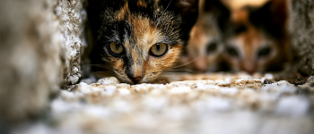 Crete animal cruelty