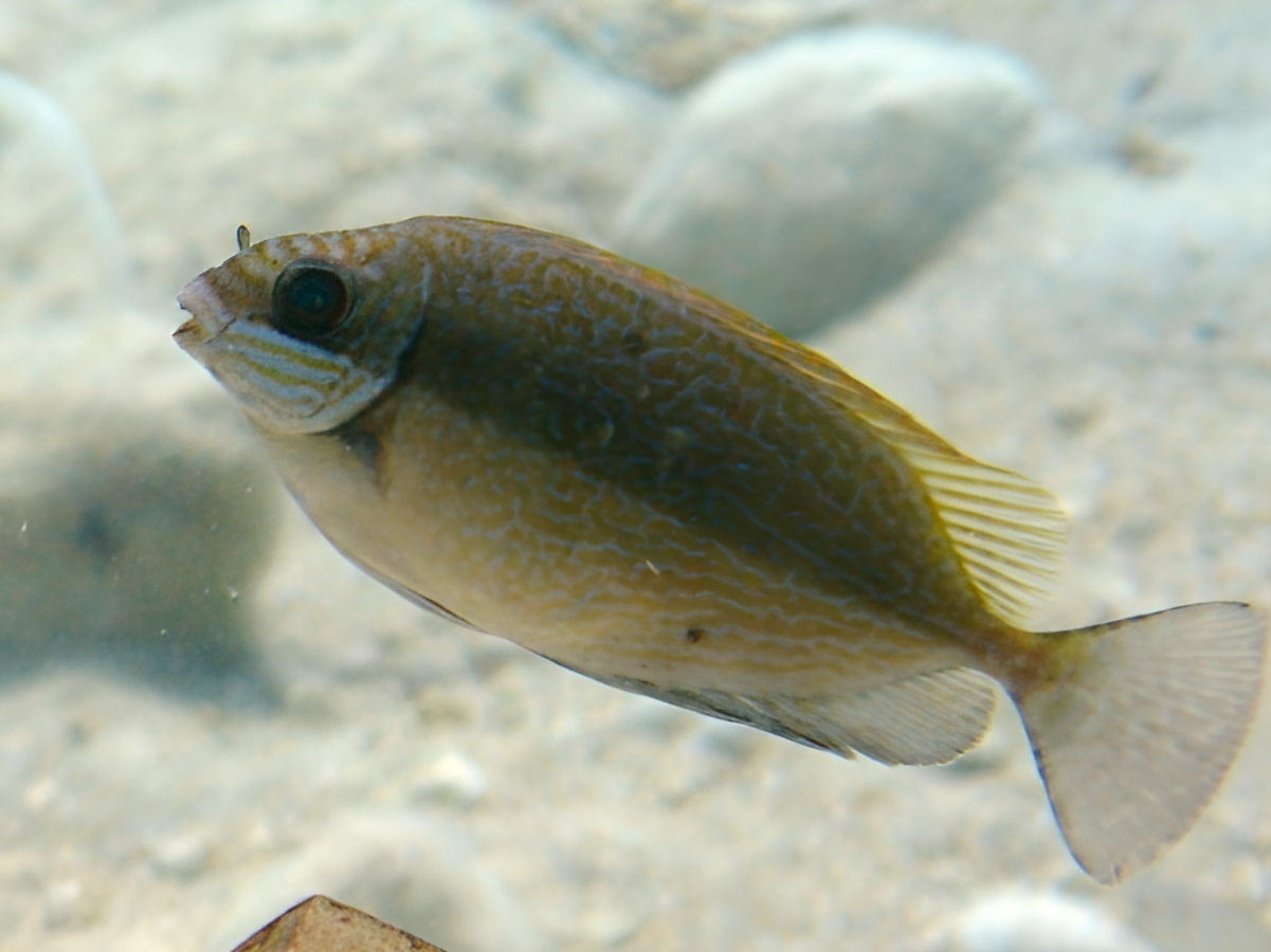 Dusky Spinefoot (Siganus luridus) 