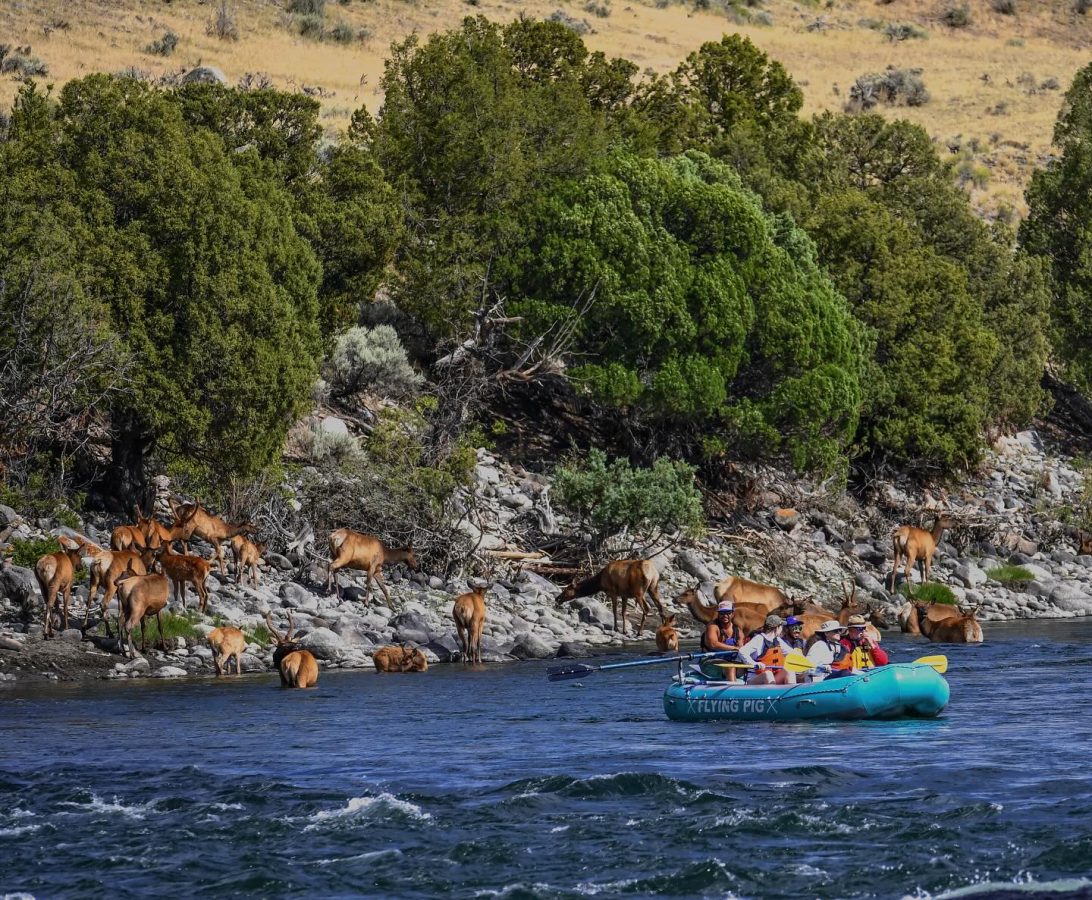 Flying Pig Adventure river rafting