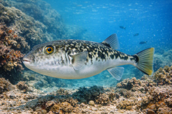 Lagocephalus sceleratus - silver-cheeked toadfish