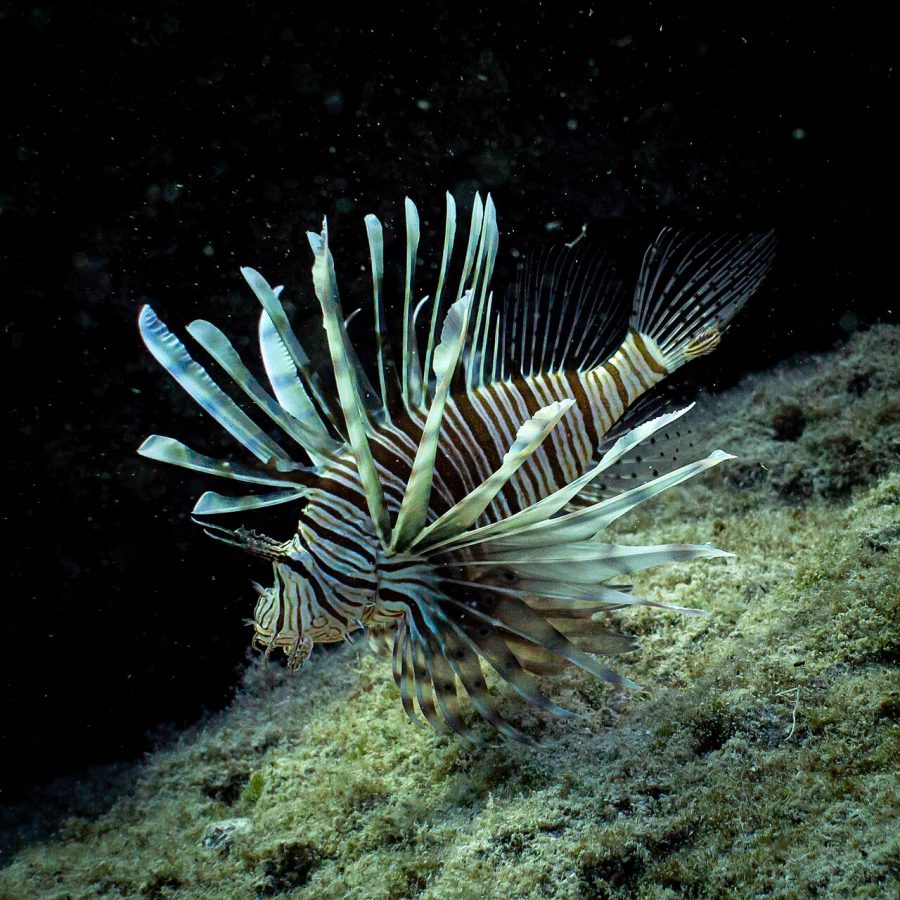 Lionfish (Pterois miles)