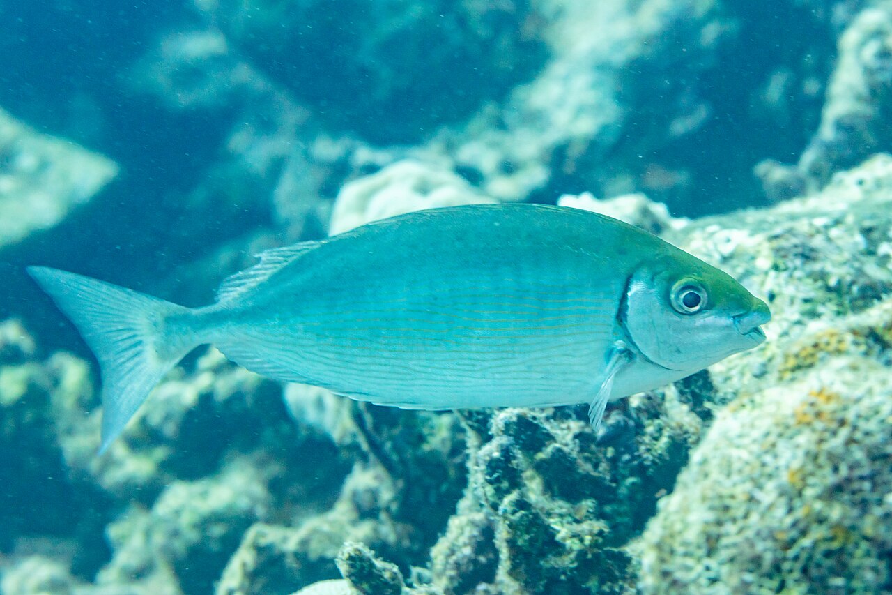 Marbled Spinefoot (Siganus rivulatus)