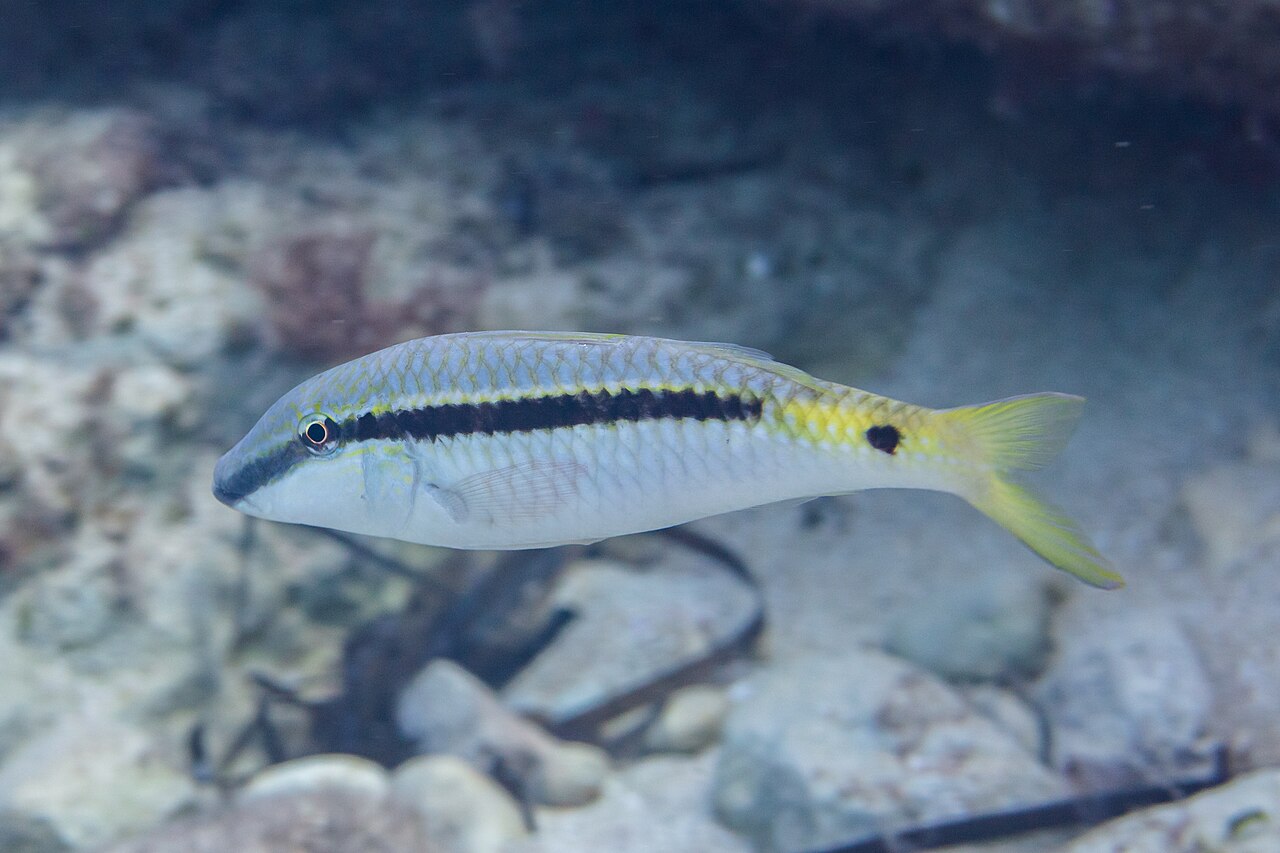 Red Sea Goatfish (Parupeneus forsskali)