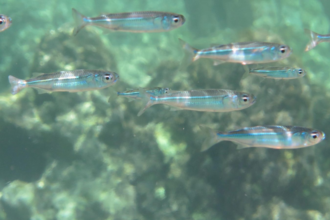 Red Sea Hardyhead Silverside (Atherinomorus forskalii)