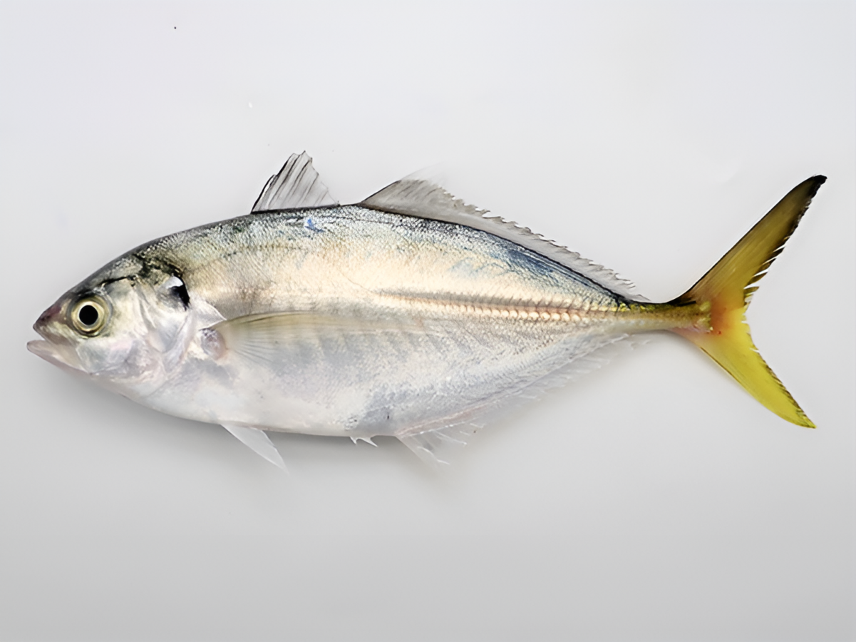 Shrimp Scad (Alepes djedaba)