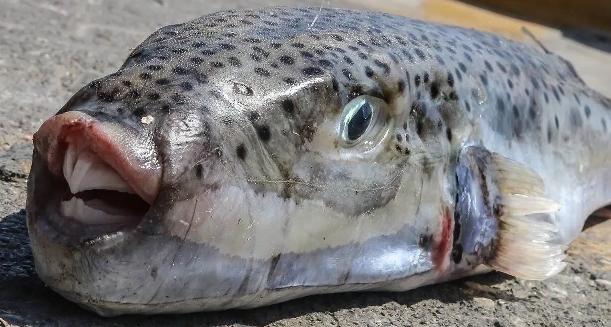 Silver-cheeked Toadfish