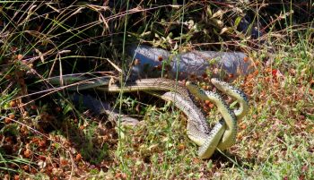 Two Balkan Whip Snakes Battle for Territory in Sitia Geopark