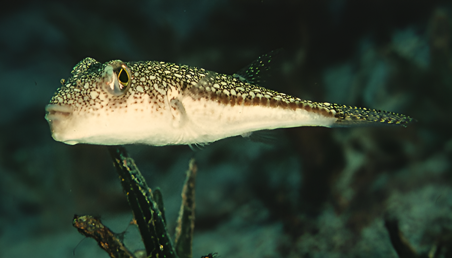 Yellowspotted Puffer (Torquigener flavimaculosus)