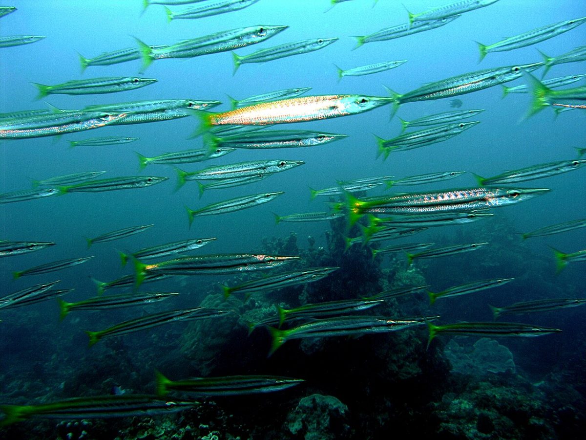 Yellowtail barracuda (Sphyraena flavicauda)