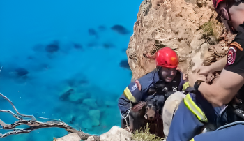 Zakynthos dog rescue