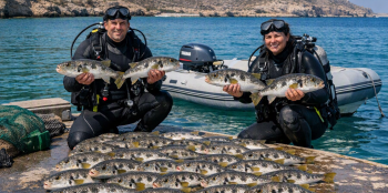 67 Silver-cheeked Toadfish