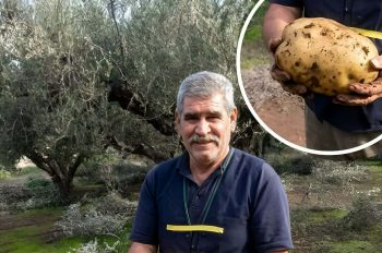 Cretan farmer giant potato featured image