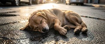 Heatstroke dog