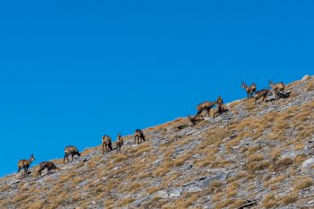 Wild goats on Mount Olympus