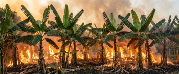 cretan banana tree forest on fire AI illustration