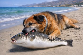 dog pufferfish poisoning