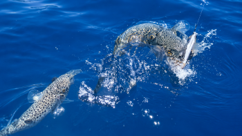 fish fight