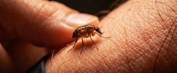 flea infestation