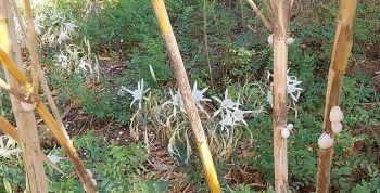 sea daffodils