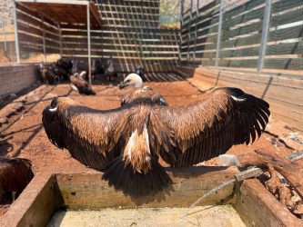 ANIMA rescued vulture
