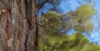 Cicada orni closeup