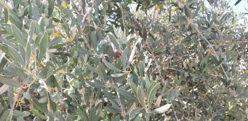 Crete olive fruit fly battle
