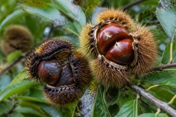 chestnut ink disease