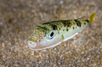 pufferfish