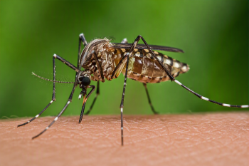 west nile virus mosquito