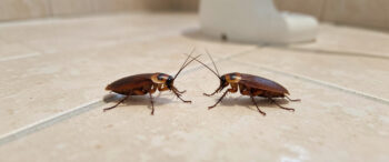 Chania cockroach infestation AI illustration