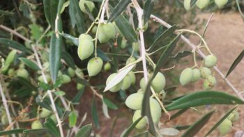 Cretan inland villages abandon farming