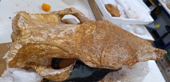 Sitia Geopark rhino fossil