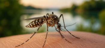 Crete High Alert West Nile Virus