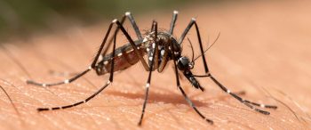 West Nile Virus Crete travel alert