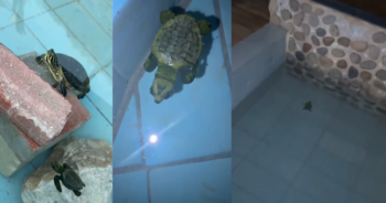 baby sea turtles