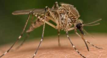 Fifth West Nile Virus Case Confirmed in Crete