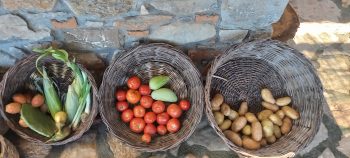 tomatoes