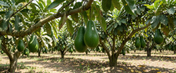 Chania Avocado grove