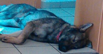 dog