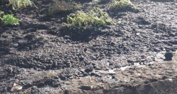mud