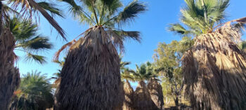 palm tree